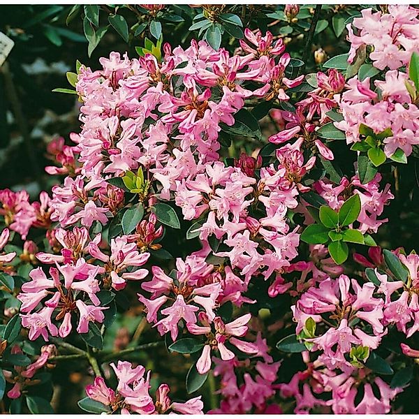 Rhododendron Minus Immergrün Rosa Blüten 20–25 cm günstig online kaufen