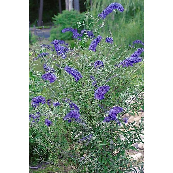 Buddleja Davidii Schmetterlingsstrauch 40-60 cm günstig online kaufen