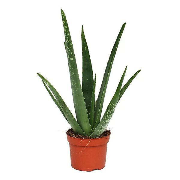 Exotenherz Aloe Vera ca. 3 Jahre Alt 12cm Topf günstig online kaufen