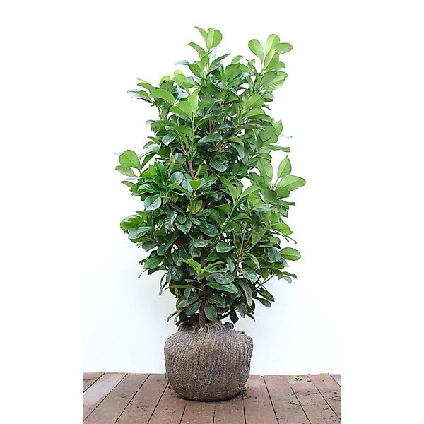 Prunus laurocerasus 'Etna' -R- 80-100 cm günstig online kaufen