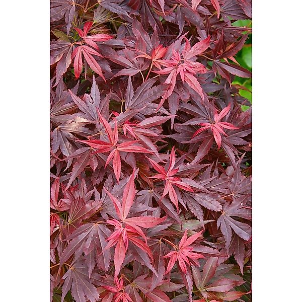 Acer Palmatum Aratama Japanischer Ahorn Kompakt 40–60 cm günstig online kaufen