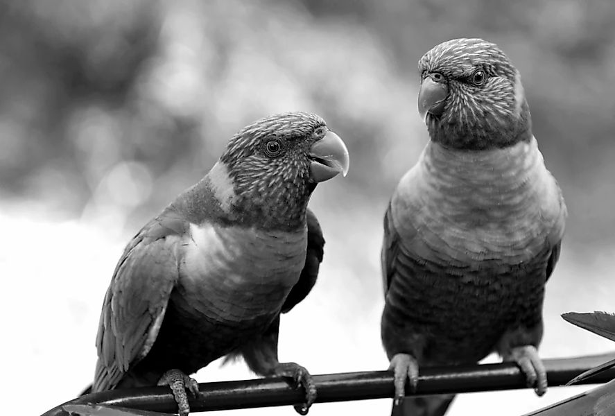 Papermoon Fototapete "Vögel Schwarz & Weiß" günstig online kaufen