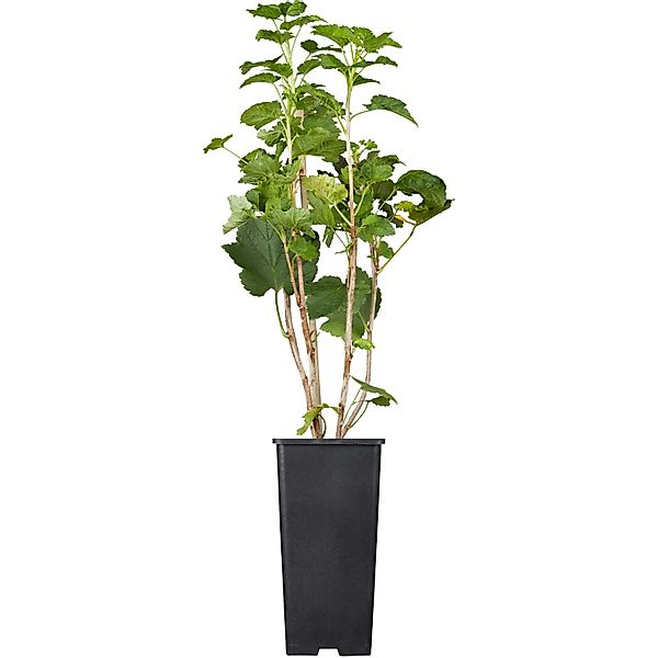 GROW by OBI Bio Johannisbeere Jonkheer van Tets Rot Topf ca.2 l Ribes günstig online kaufen