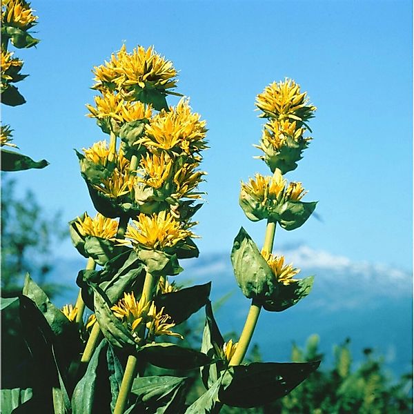 Gentiana Lutea Gelber Enzian Ca. 9x9 cm Topf günstig online kaufen
