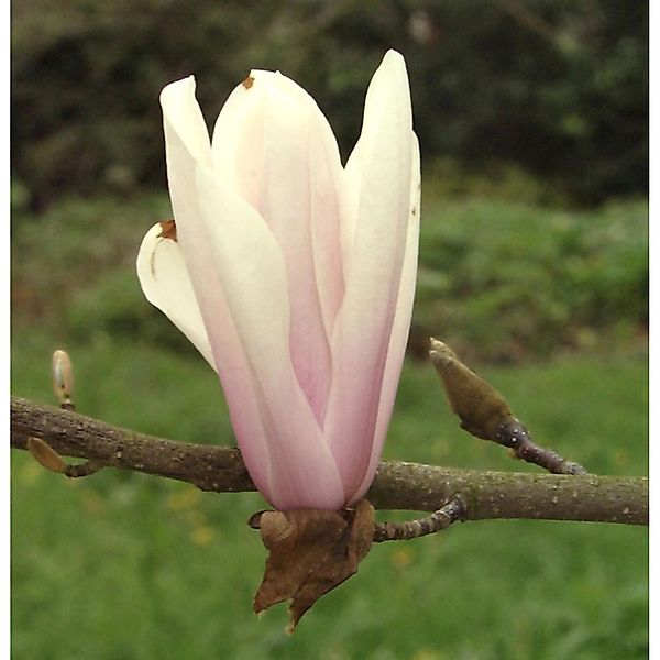 Magnolie Sunsation 30-40cm - Magnolia günstig online kaufen