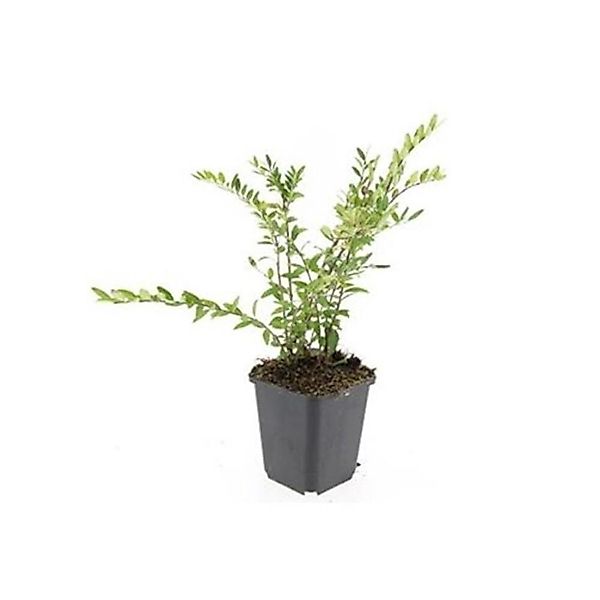 Exotenherz Bodendecker Böschungsmyrthe Heckenkirsche Lonicera Pileata 9cm T günstig online kaufen
