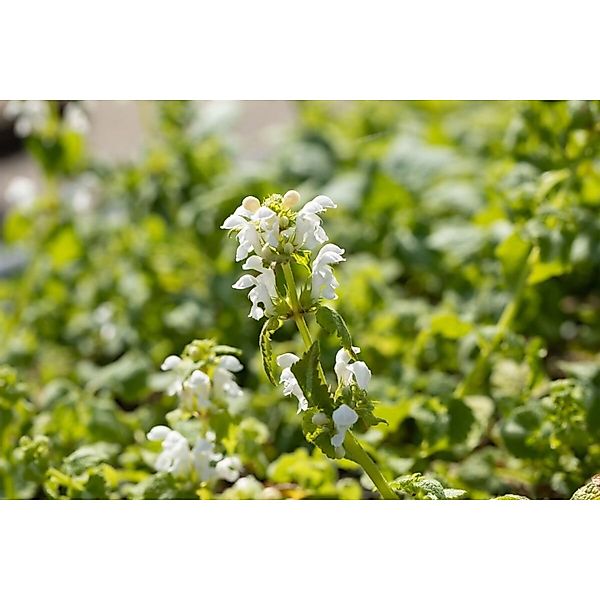 Lamium Maculatum Album Silberblatt-Taubnessel Weiß Ca. 9x9 cm Topf günstig online kaufen