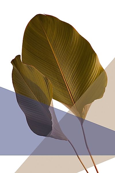 queence Acrylglasbild »Blätter« Blätter   Blätterbilder   Kunst   Pflanzen günstig online kaufen