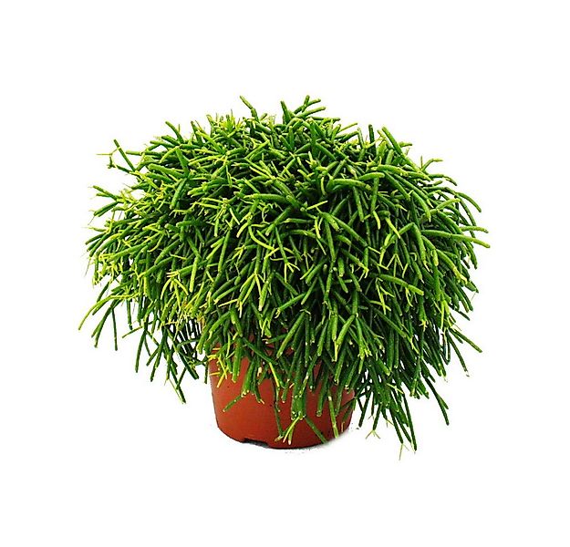 Exotenherz Kaktus Rhipsalis - Korallenkaktus - im 12cm Topf - sukkulente Zi günstig online kaufen