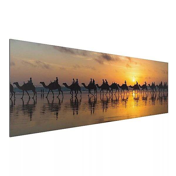 Alu-Dibond Bild Tiere - Panorama Kamele im Sonnenuntergang günstig online kaufen