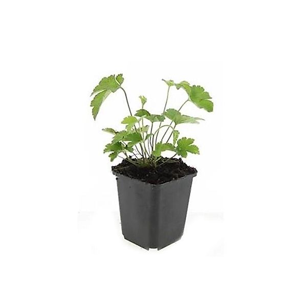Exotenherz Zierstaude Herbst Anemone Anemone Tomentosa Robustissima 9cm Top günstig online kaufen