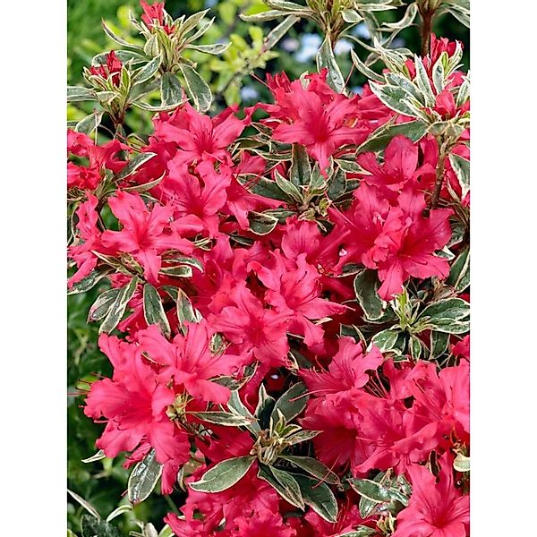 Rhododendron Obtusum Silver Sword Azalee Silber-Grün 20–25 cm günstig online kaufen