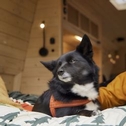 HURTTA Hunde-Geschirr ECO Casual Geschirr cinnamon günstig online kaufen