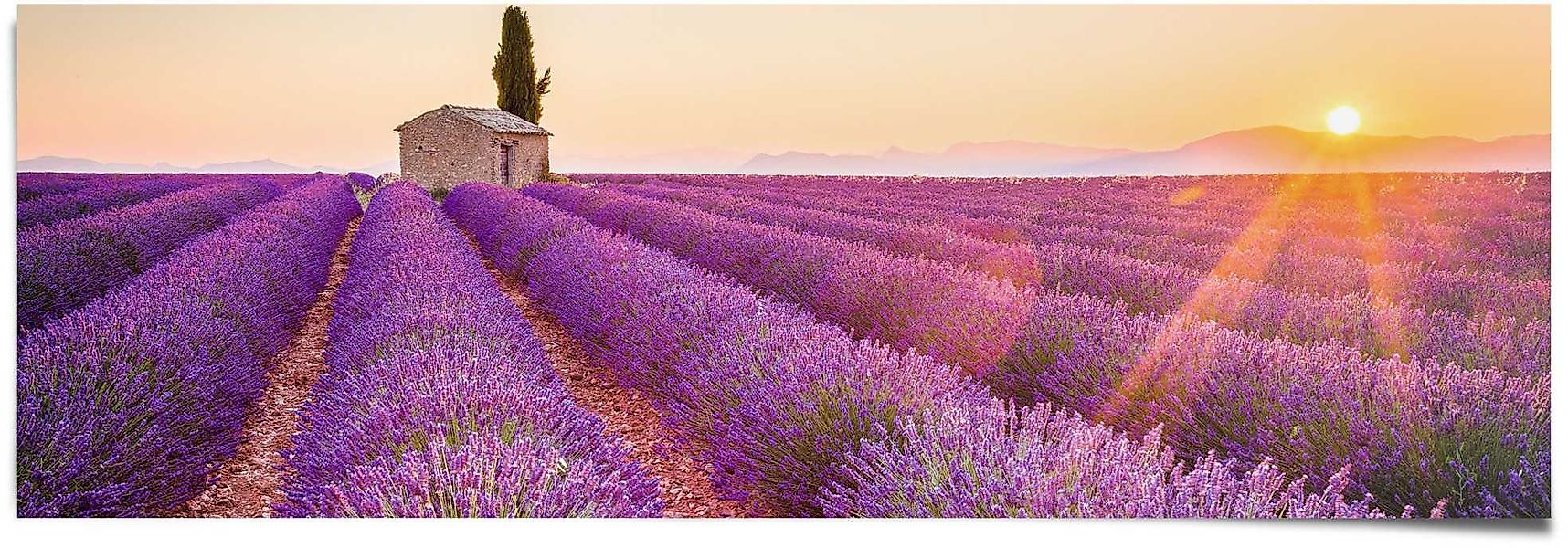 Reinders Poster "Lavendel Horizont", (1 St.) günstig online kaufen