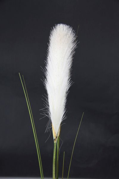 I.GE.A. Kunstpflanze "Pampas" Pampasgras, Boho, 2er Set günstig online kaufen