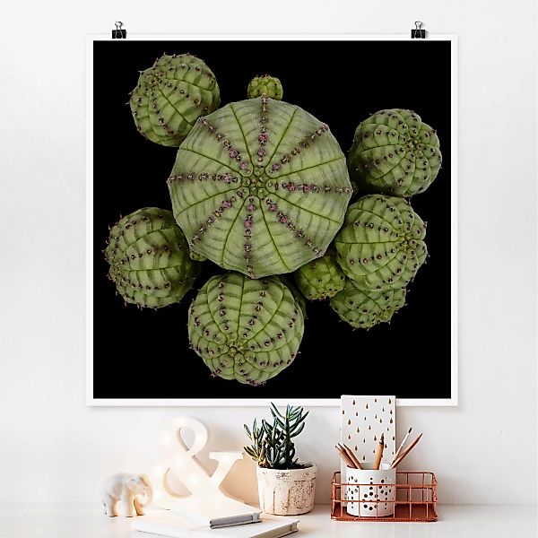 Poster - Quadrat Euphorbia - Seeigelwolfsmilch günstig online kaufen