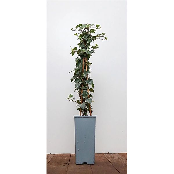 Hedera Helix Eva Efeu Grün-Gelb 40–60 cm günstig online kaufen