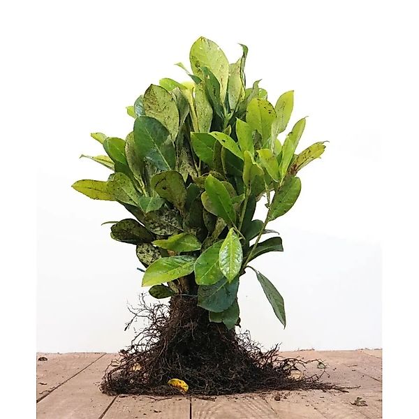 Prunus,aurocerasus 'Novita' 30-50 cm günstig online kaufen