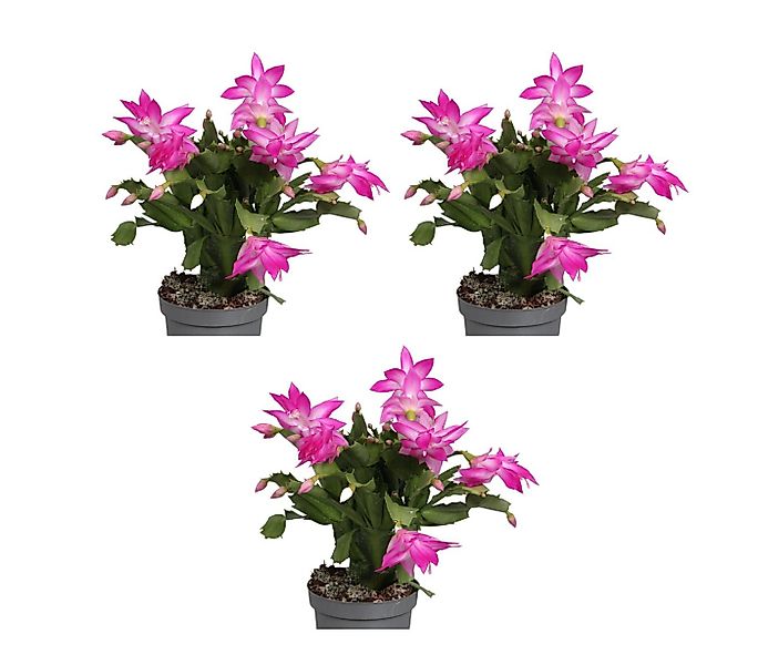 meinvipshop Zimmerpflanze Weihnachtskaktus 3er Set Zimmerpflanze günstig online kaufen