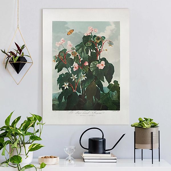 Leinwandbild Oblique leafed Begonia günstig online kaufen