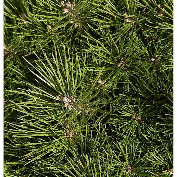 Hochstamm Schwarzkiefer Bambino 40-60cm - Pinus nigra günstig online kaufen