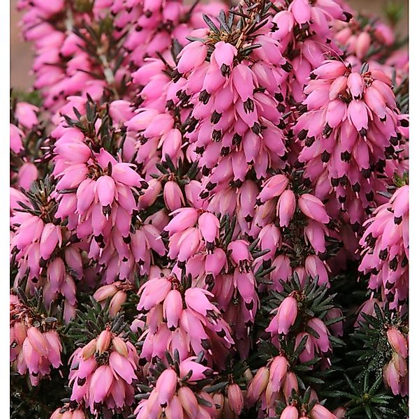 10x Winterheide Corinna - Erica carnea günstig online kaufen