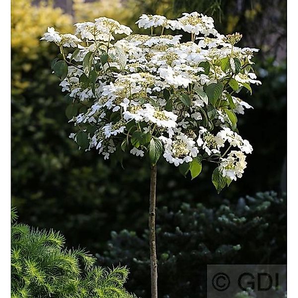 Hochstamm Gefüllter Schneeball Watanabe 80-100cm - Viburnum plicatum günstig online kaufen