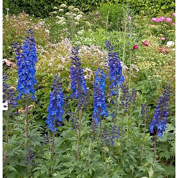 Hoher Rittersporn Sommernachtstraum - Delphinium elatum günstig online kaufen