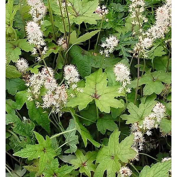 Zipfelblättrige Garten Schaumblüte Pink Bouquet - Tiarella,aciniata günstig online kaufen