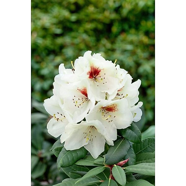Rhododendron Praevernum Osterschnee Weiß 40–50 cm günstig online kaufen