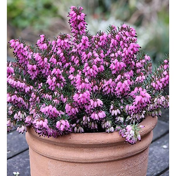 10x Winterheide Rubinette - Erica carnea günstig online kaufen