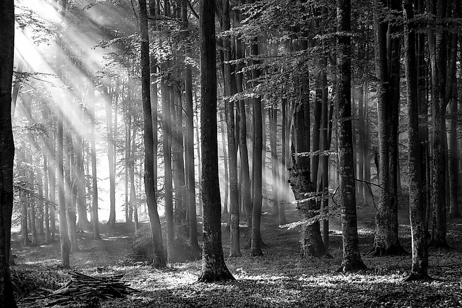 Papermoon Fototapete "Wald Schwarz & Weiß" günstig online kaufen