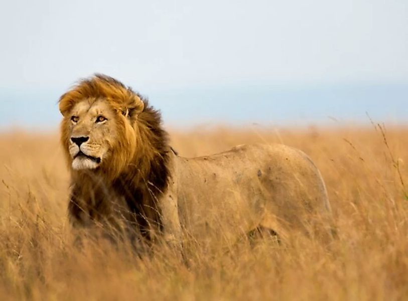 Papermoon Fototapete »Lion in Masai Mara Kenya« günstig online kaufen