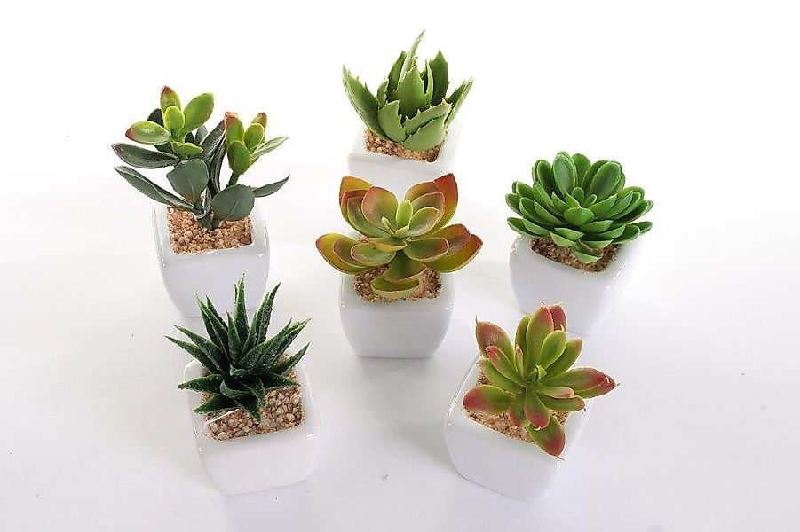 Kunstpflanze Deko Pflanzen im weißen Topf Sukkulenten, Wackadoo Living, Höh günstig online kaufen
