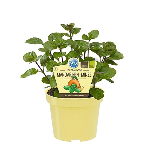 Exotenherz Mandarinen-Minze in Bio-Qualität Mentha X Piperita Kräuterpflanz günstig online kaufen