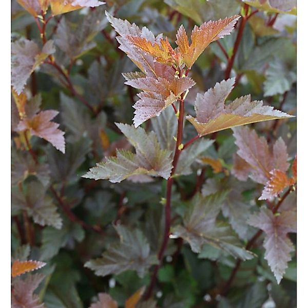 Fasanenspiere Little Joker 60-80cm - Physocarpus opulifolius Midnight günstig online kaufen