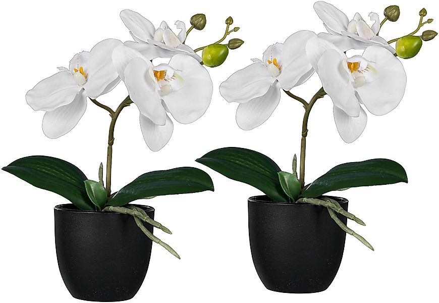 Kunstorchidee Orchidee Phalaenopsis, Creativ green, Höhe günstig online kaufen