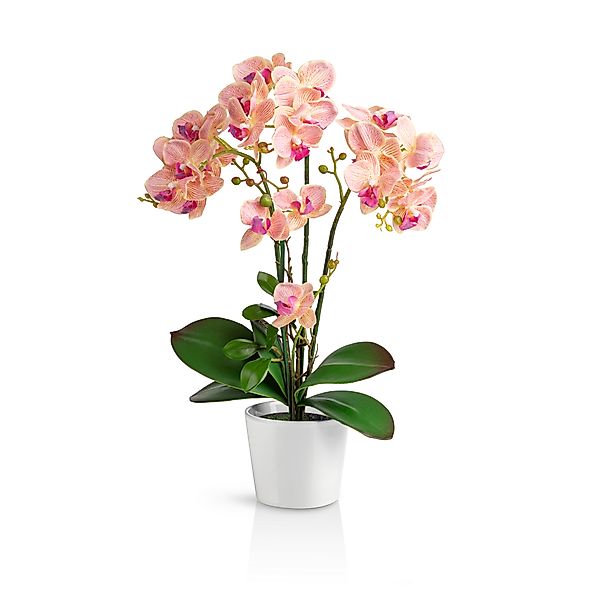 Kunstorchidee PASCH® Orchidee künstlich wie echt günstig online kaufen