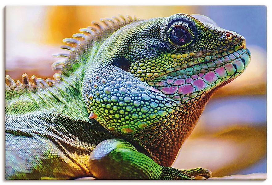 Artland Leinwandbild "Farbiger Kopf eines Leguan", Reptilien, (1 St.), auf günstig online kaufen