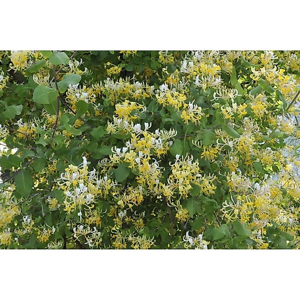Lonicera Japonica Halliana Japanisches Geißblatt Cremeweiß 40–60 cm günstig online kaufen