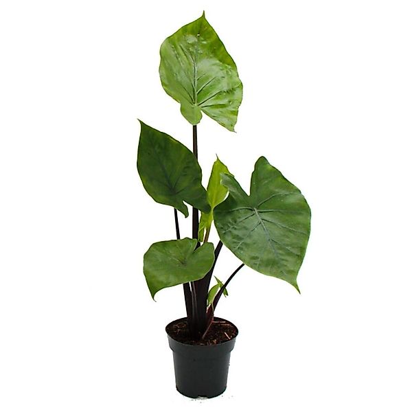 Exotenherz Alocasia Black Cobra Schwarze Kobra Elefantenohr Pfeilblatt 14cm günstig online kaufen