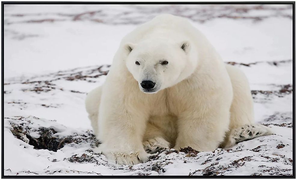 Papermoon Infrarotheizung »Eisbär« günstig online kaufen