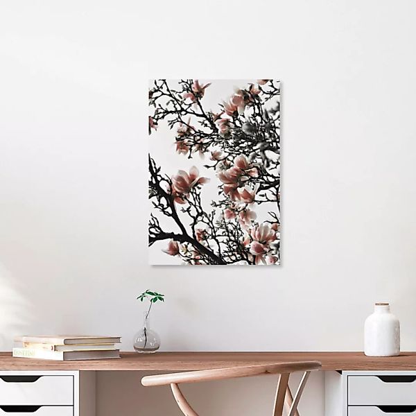 Poster / Leinwandbild - Beautiful Blush Magnolia günstig online kaufen