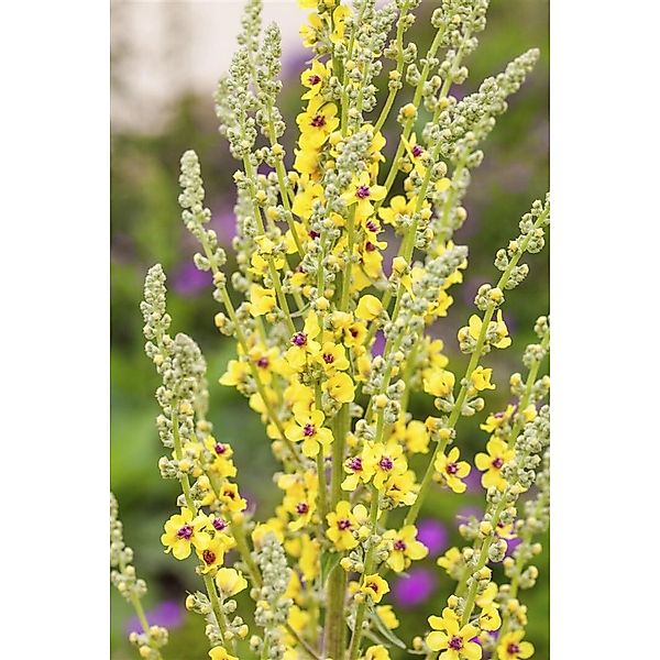 Verbascum Nigrum Schwarze Königskerze Ca. 9x9 cm Topf günstig online kaufen