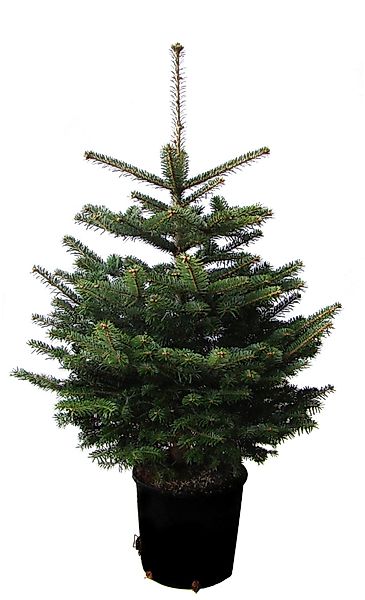 Weihnachtsbaumland Echter Weihnachtsbaum Echte Nordmanntanne zum günstig online kaufen