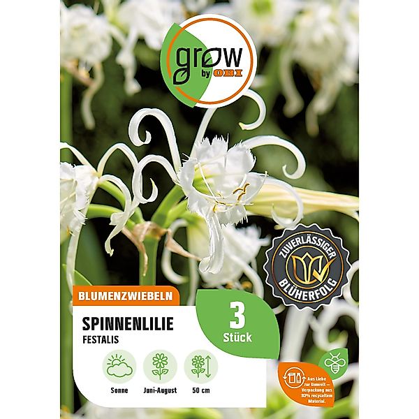 GROW by OBI Spinnenlilie Festalis Höhe ca. 50 cm Hymenocallis festalis günstig online kaufen