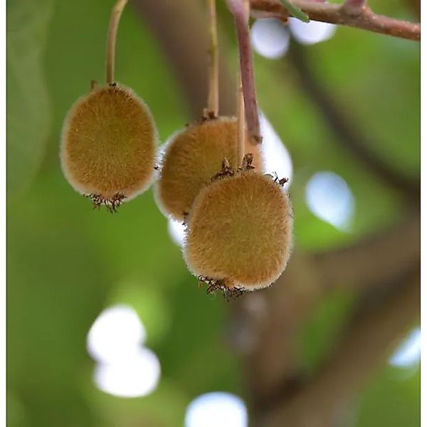 Selbstfruchtende Kiwi Jenny 125-150cm - Actinidia chinensis günstig online kaufen