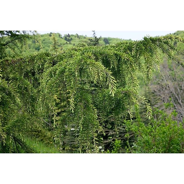 Cedrus Libani Libanon-Zeder 150–200 cm günstig online kaufen