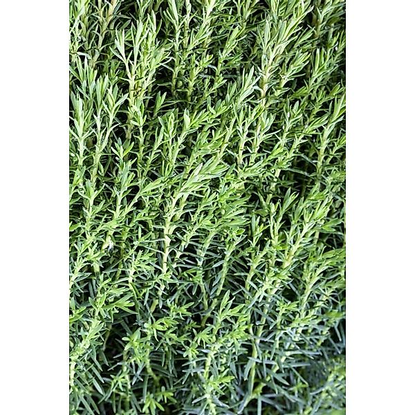 Thuja occidentalis 'Teddy' 15-20 cm günstig online kaufen