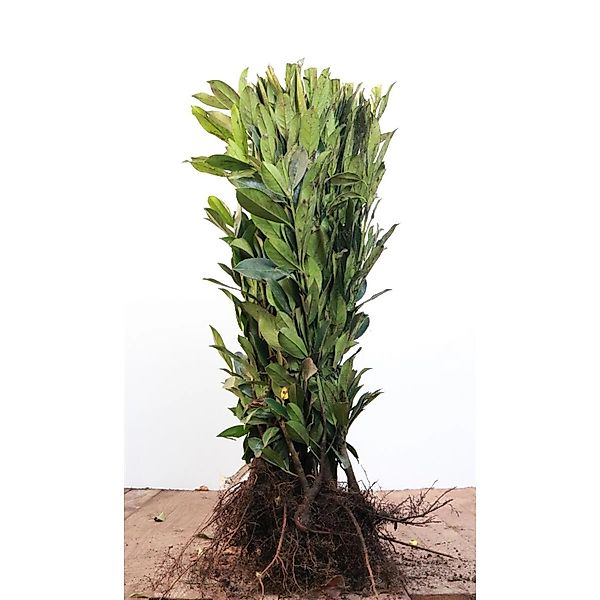 Prunus laurocerasus 'Caucasica' 60-80 cm günstig online kaufen